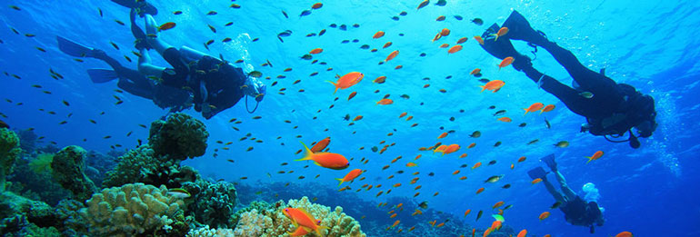 Дайвінг на Північному Кіпрі, підводне плавання, Північний Кіпр дайвінг, підводне полювання. Активні види спорту на Середземному морі